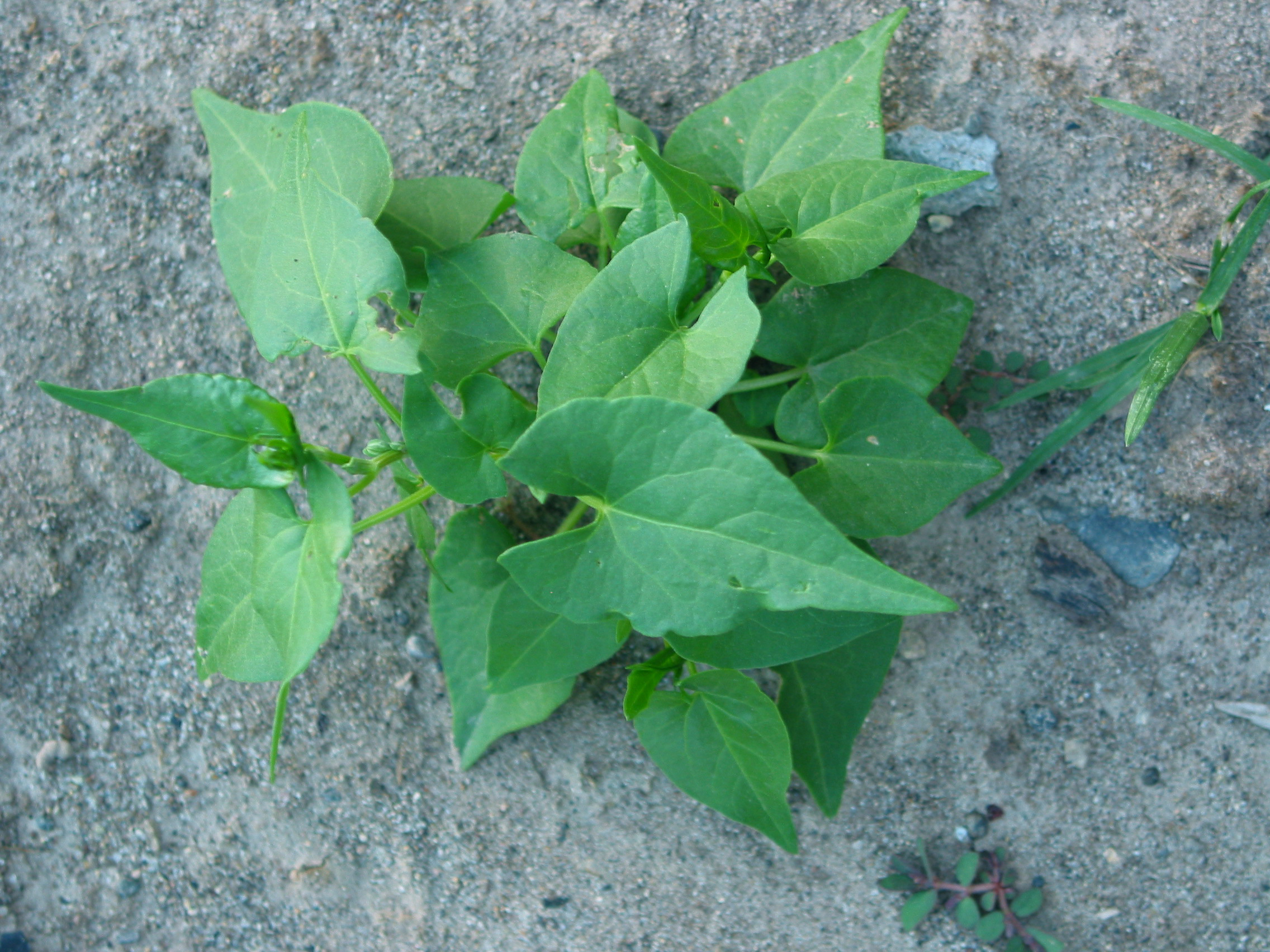 knot bindweed, black bindweed, ivy bindweed, climbing bindweed (Polygonum convolvulus)
